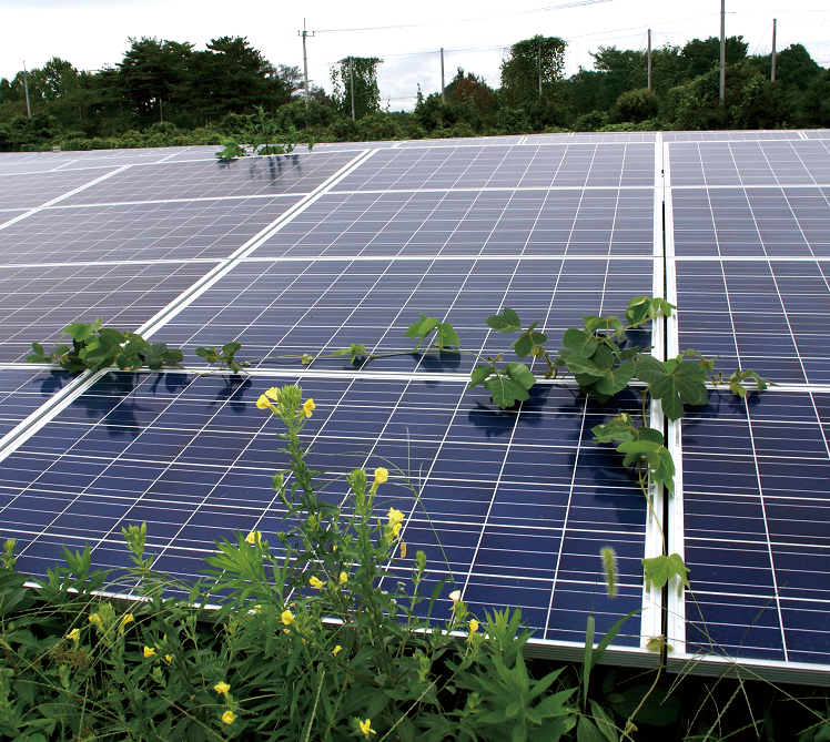 草刈りの必要性